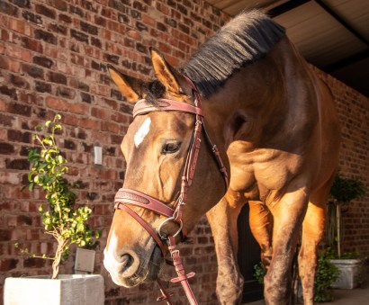 Designer two Tone soft leather bridle